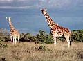 Giraffe, frequently seen on safari.