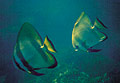 Batfish in Watamu Marine National Park.