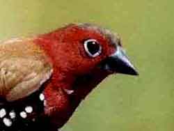 Peter's twinspot, one of the forests 260 birds.