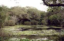 The Whistling Duck Pools at Arabuko-Sokoke Forest, Kenya.