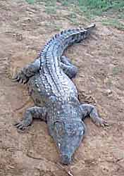 A Galana River crocodile.