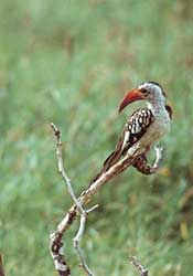 A hornbill in the bush.