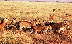 A young and lively pride of lions.