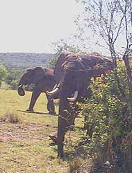 Elephants in the Masai Mara, Kenya.