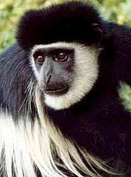 Black and White Colobus Monkeys are often seen in the forests of Mount Kenya.