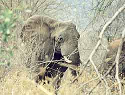 An elephant in bush country, Kenya.