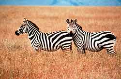 Zebra on the plains, Tsavo East, Kenya.